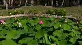 Lotus Pink I 4 Zoom In HD Footage