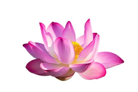 Lotus Pink Isolate White flowers bloom Stock Photos