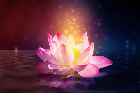 Lotus Pink light purple floating light sparkle purple background Stock Photos