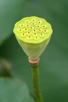 Lotus pip. Stock Photos