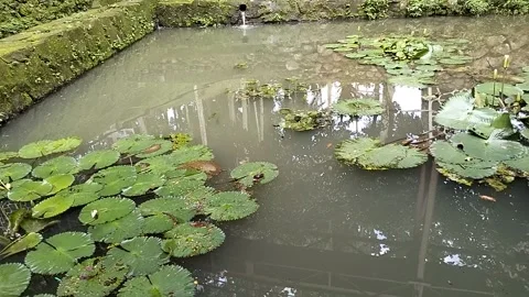 Lotus plant Stock-Footage 333903519