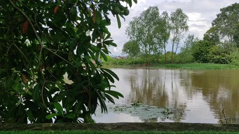 Lotus plants and the brown river Stock Footage 221963273