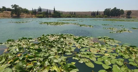 Lotus Plants Floating Video stock 79675841