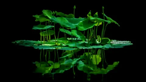 Lotus plants motion graphics with night background Stock Footage 143444080