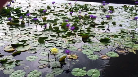 Lotus plants in a pond Stock Footage 67296344