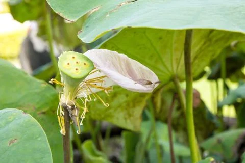 Lotus pod Stock Photos