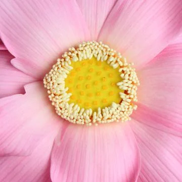 Lotus pollen Stock Photos
