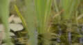 Lotus on Pond 01 Dolly R HD Footage