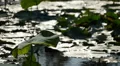 Lotus Pond 96fps 01 Slow Motion x4 HD Footage
