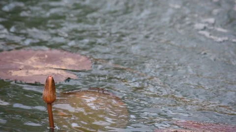 Lotus in a pond and The surface wave Stock Footage 130122947