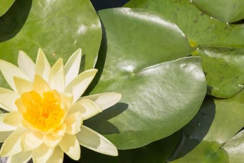 Lotus on the pond in background Stock Photos