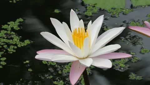 Lotus in pond Stock Footage 10731582