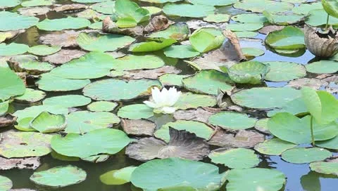 Lotus in the pond Stock Footage 11140209