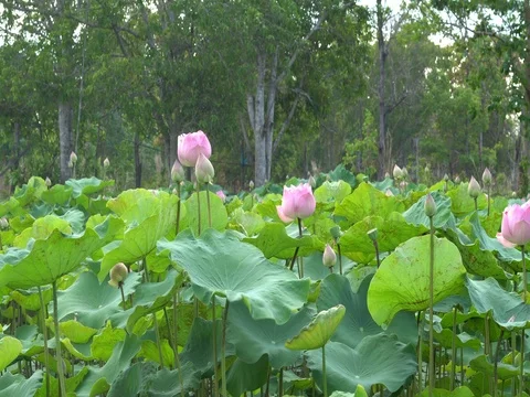 Lotus pond Video stock 74203697