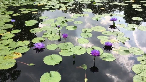 Lotus on the pond. Stock Footage 99523037