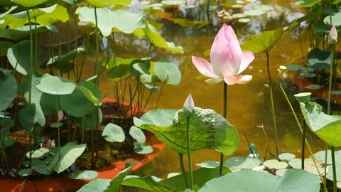 Lotus in pond Stock-Footage 108258901