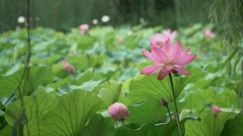 Lotus in the pond Stock Footage 111389535
