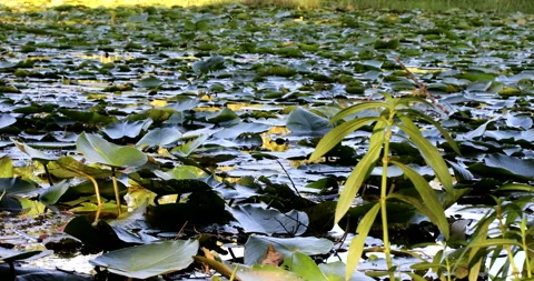 Lotus Pond Vídeos de archivo 132769622