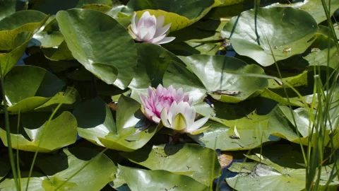 Lotus pond Stock Footage 200567215