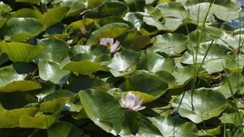 Lotus pond Stock Footage 200567889