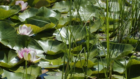 Lotus pond Stock Footage 200568352