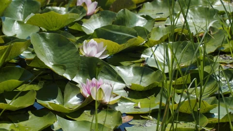 Lotus pond Stock-Footage 200569053