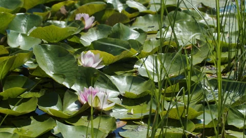 Lotus pond Stock Footage 200569418