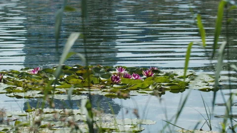 Lotus pond Stock Footage 200569780