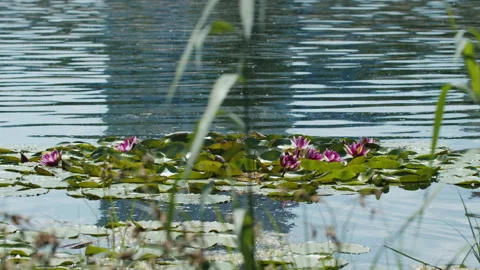 Lotus pond Stock Footage 200569875