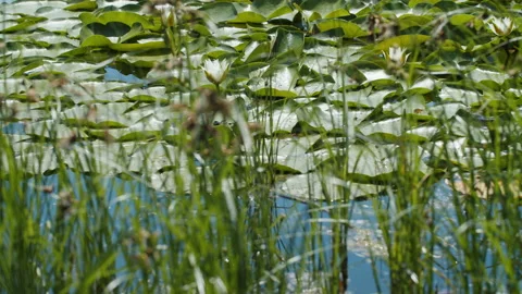 Lotus pond Stock Footage 200570710