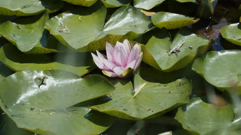 Lotus pond Stock Footage 200571027