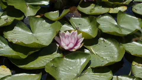 Lotus pond Stock Footage 200571586