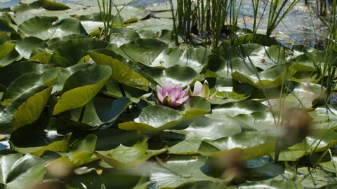 Lotus pond Stock Footage 200573254
