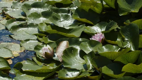 Lotus pond Stock Footage 200573873