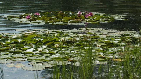Lotus pond Stock Footage 200574848