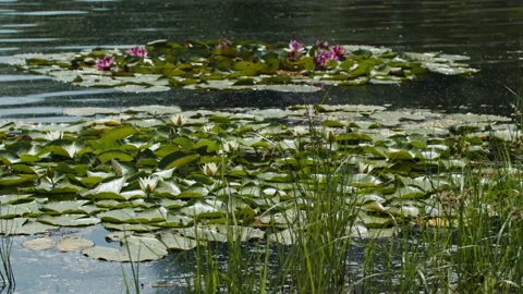 Lotus pond Stock Footage 200575073