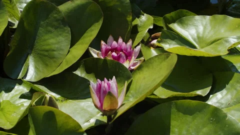 Lotus pond Stock Footage 200575966
