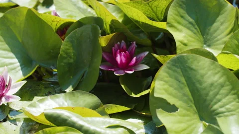 Lotus pond Stock Footage 200576313