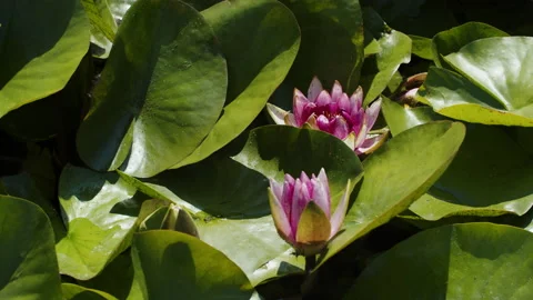 Lotus pond Stock Footage 200576382
