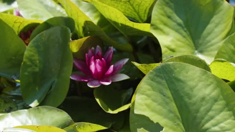 Lotus pond Stock Footage 200578073