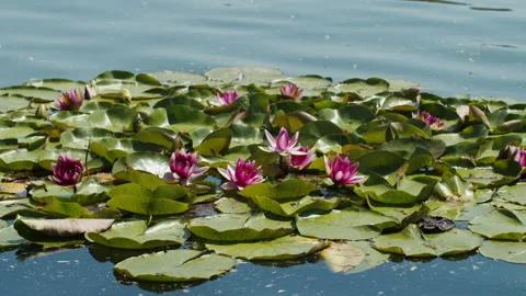 Lotus pond Stock Footage 200578558