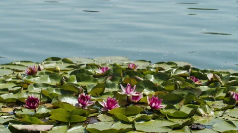Lotus pond Stock Footage 200579792