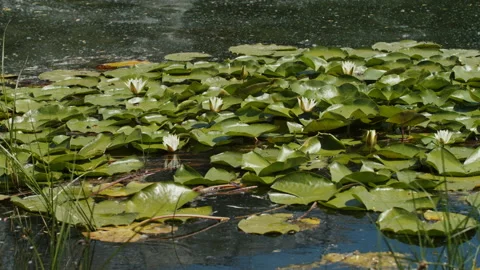 Lotus pond Stock Footage 200579996