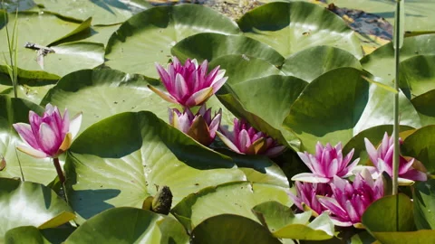 Lotus pond Stock Footage 200582246