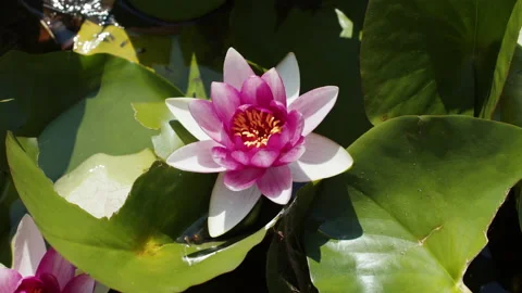 Lotus pond Stock Footage 200583123