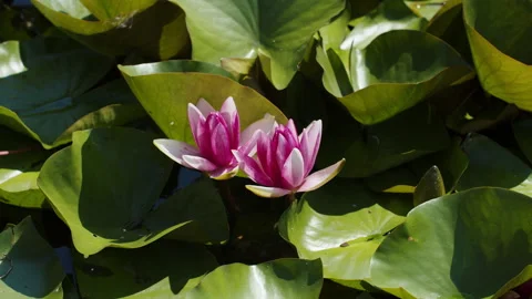 Lotus pond Stock Footage 200583207