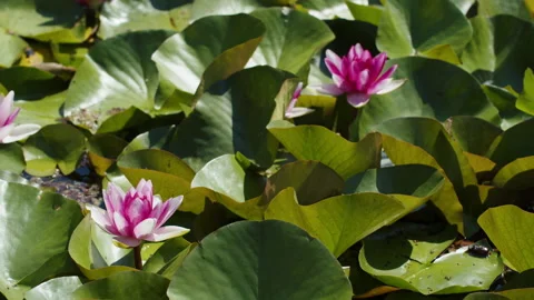 Lotus pond Stock Footage 200583837