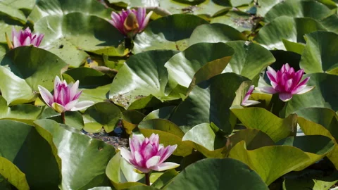 Lotus pond Stock Footage 200584982