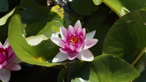 Lotus pond Stock Footage 200586450