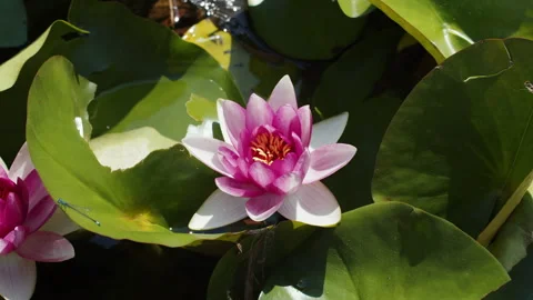 Lotus pond Stock Footage 200586846